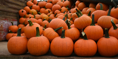 Venta de calabazas de Halloween. Variedades Spitfire (tamaño de