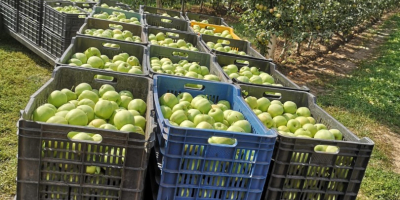 Vendo manzanas de las variedades &#39;hocico de conejo&#39;, Jonathan,