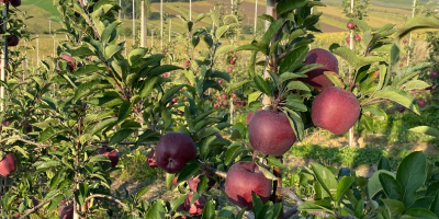 Vendo manzanas de las variedades &#39;hocico de conejo&#39;, Jonathan,