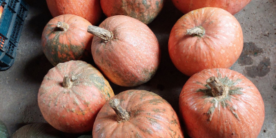 Calabazas sin fertilizante. Las calabazas de piel verde tienen