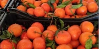 Vendo mandarinas, clementinas sin intermediarios, directamente del productor, empacadas