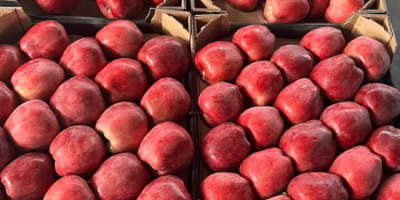 ¡Vendemos diferentes variedades de manzanas en grandes cantidades! Para