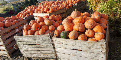 Hola, estoy vendiendo calabazas Gomez y Spitfire de la