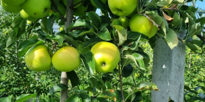 ordinario soiuri cal y manzanas de la más alta