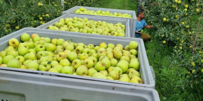 ordinario soiuri cal y manzanas de la más alta