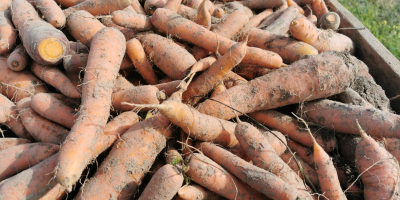 Zanahorias comestibles, grandes y largas. Para cantidades mayores, el