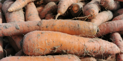 Zanahorias comestibles, grandes y largas. Para cantidades mayores, el