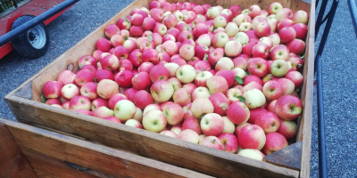 Venderé unas 10 toneladas de champús. La fruta es