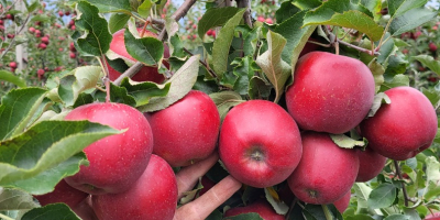 Venderé Red jonapince select en cualquier envase.