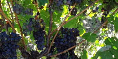 Vendemos uva en particular Aglianico con certificado DOCG estamos