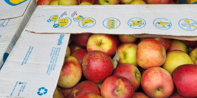 Manzanas Ionatan, zona de la corte de Arges