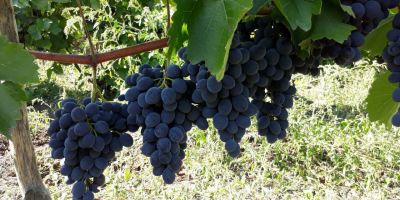 Vendemos uvas. Cabernet Sauvignon - 0,33 Euro/Kg (en bolsas)
