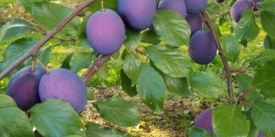 Venderé unas 15 toneladas de President, una ciruela gruesa