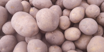 Patatas variedad lirio 45+