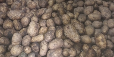 Hola, vendo patatas de la variedad Madeleine/vineta (amarilla) Irga/catania