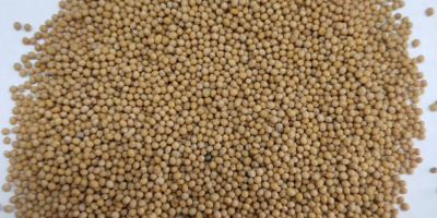 Semillas de mostaza blanca pureza 99,7%. Informe de prueba