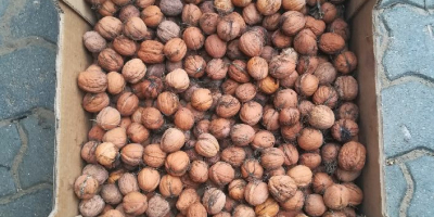 Deliciosos frutos secos de la cosecha de este año