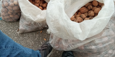 Venderé Nueces Jacek Świerże cáscara blanda de nuestra propia