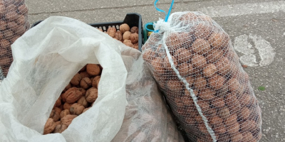 Venderé Nueces Jacek Świerże cáscara blanda de nuestra propia