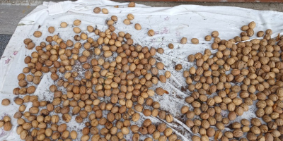 Venderé nueces frescas y secas de mi propia corte.