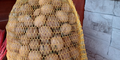 Venderé nueces frescas y secas de mi propia corte.