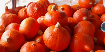 Hola, vendo unas 3 toneladas de calabaza hokaido organica.