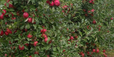 Venderé manzanas campeonas, jonaprins rojas. Bonitas manzanas sin granizo,