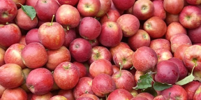 Venderé manzanas campeonas, jonaprins rojas. Bonitas manzanas sin granizo,