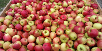 Venderé manzanas campeonas, jonaprins rojas. Bonitas manzanas sin granizo,