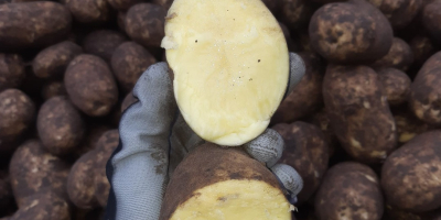 Estamos vendiendo patatas de consumo directo del campo y