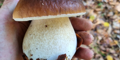 Champiñones porcini recién recolectados bajo petición. Envío a través