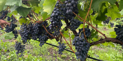 Tenemos 60 HA (1200 toneladas) de uvas de Moldavia,