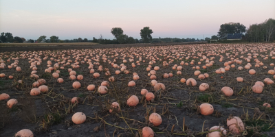 Hola . Tengo calabazas naranjas a la venta, Otylia,