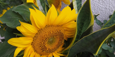 Semilla de girasol ornamental. Variedad Taiyo y Sammer San