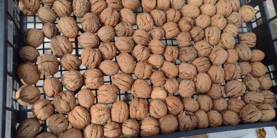 Venderé nueces grandes, de 4-5 cm de diámetro, cosecha