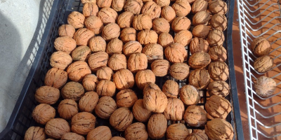 Venderé nueces grandes, de 4-5 cm de diámetro, cosecha