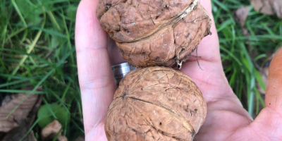 Jacknuts recogidos hoy, de una parcela ecológica de traspatio.