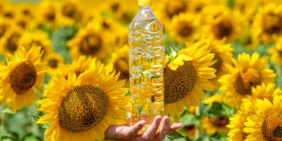 El aceite de girasol es el aceite no volátil