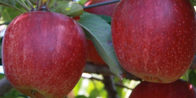 Manzana Royal Gala &amp; Fuji ESPECIFICACIONES: -Variedad: Manzana Royal