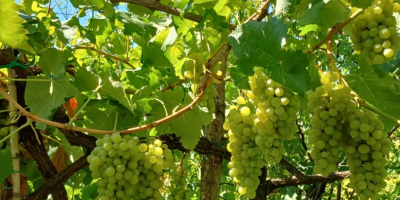 En Nápoles, en el área de Phlegraean, vendo uvas