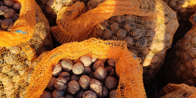Venderé las nueces de este año. Tengo unos 170