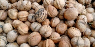 Venderé nueces de mi propia plantación. Cultivo ecológico, apartado