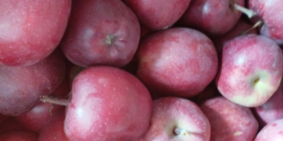 Venderé una manzana de la variedad jefe rojo. Fruta