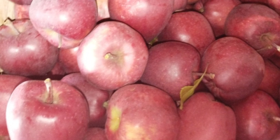 Venderé una manzana de la variedad jefe rojo. Fruta