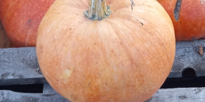 Vendo calabaza Otylia y Bambino a granel, fruta entera,