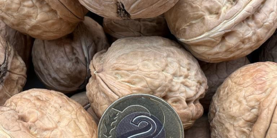 Venta de nueces. Cosecha 2022. Precio: PLN 5/1 kg.