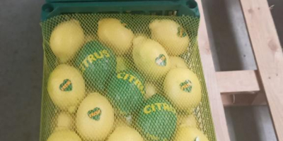 Vendemos Limones Enterdonato, calibre 54-72. Precio FOB Mersin Turquía