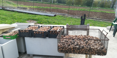 Frutos secos locales ecológicos seleccionados de primera elección.