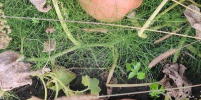 Venderé calabazas de bambú en la cantidad de aproximadamente