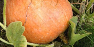 Venderé calabazas de bambú en la cantidad de aproximadamente